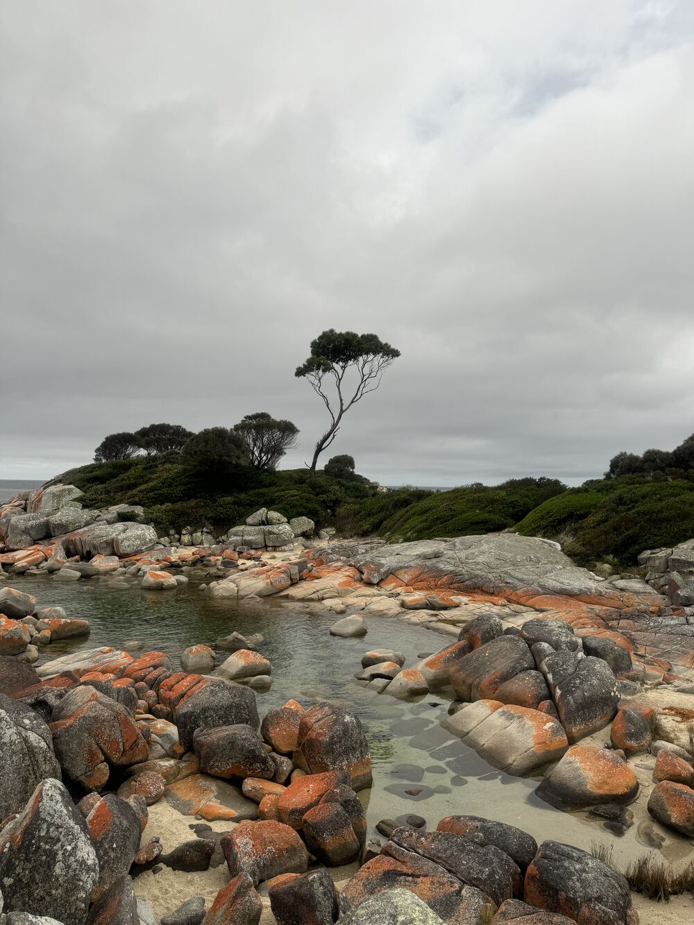 Orange lichen-covered boulders around a shallow tidal pool, with a windswept tree behind